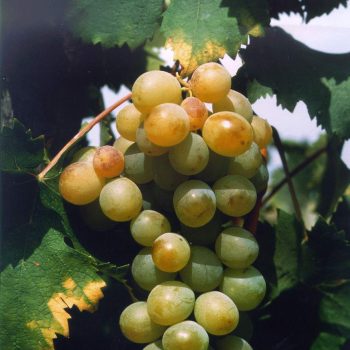 Moscatel de Setúbal